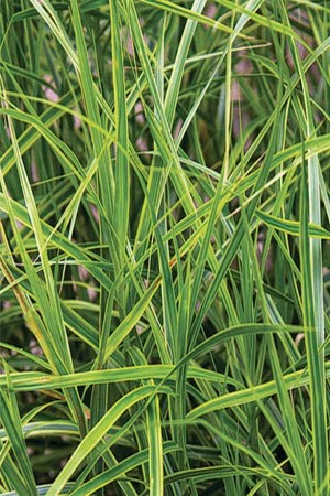 ОСОКА пальмолиста Variegata  